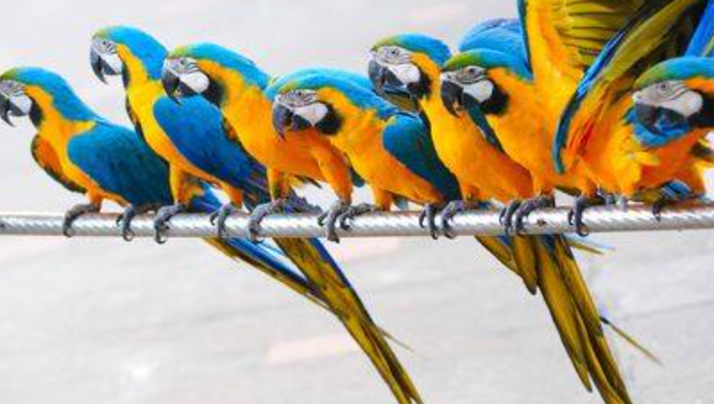 How to Dress Like a True Parrot Head: Style Tips for Buffett-Themed Parties