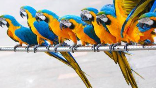 How to Dress Like a True Parrot Head: Style Tips for Buffett-Themed Parties