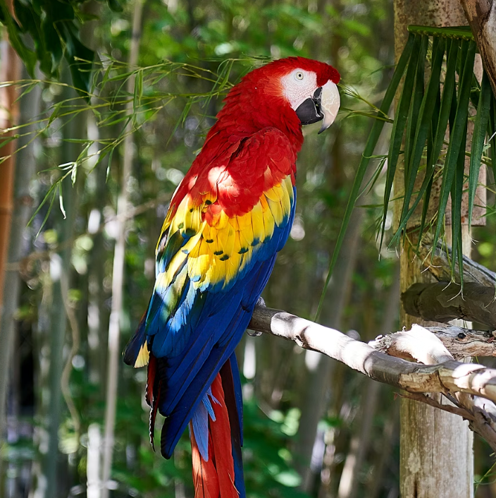 A Parrot Head’s Guide to the Perfect Shades: Margaritaville Sunglasses Edition